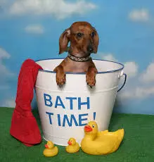 bathe dog home