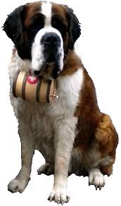 saint bernard jowls