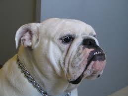 bulldog jowls