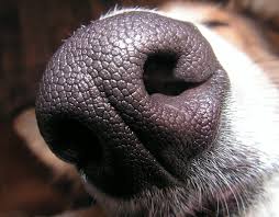 dog nose