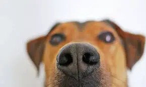 wet dog nose