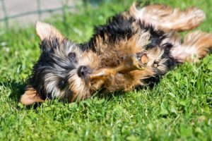 puppy chewing