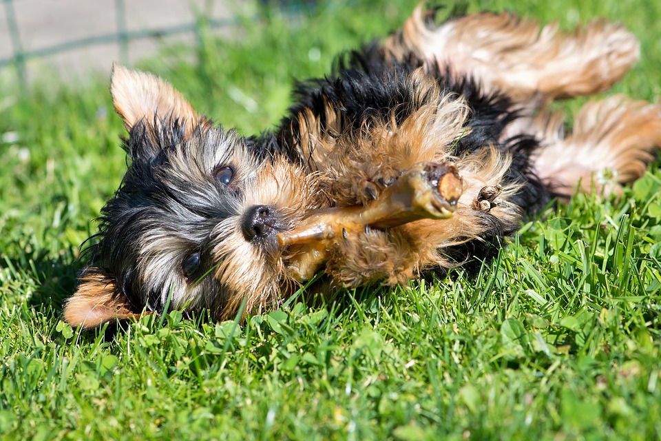 why can dogs not eat pork