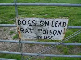 rat poison dog