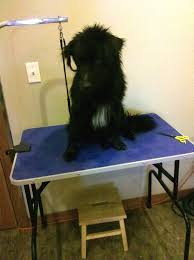 dog grooming table
