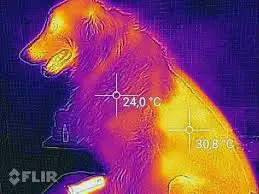 thermal dog coat