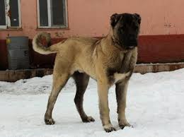 kangal