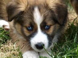 puppy blue eyes