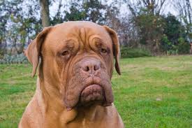 dogue de bordeaux