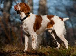 spaniel