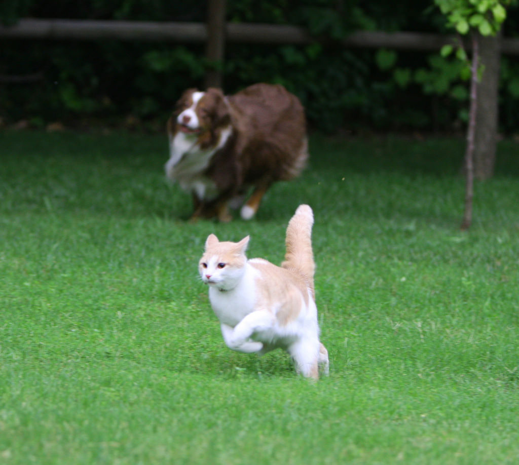 dog chasing cat