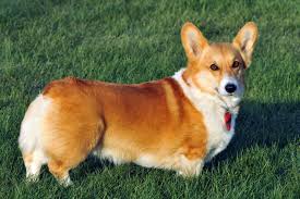  corgi