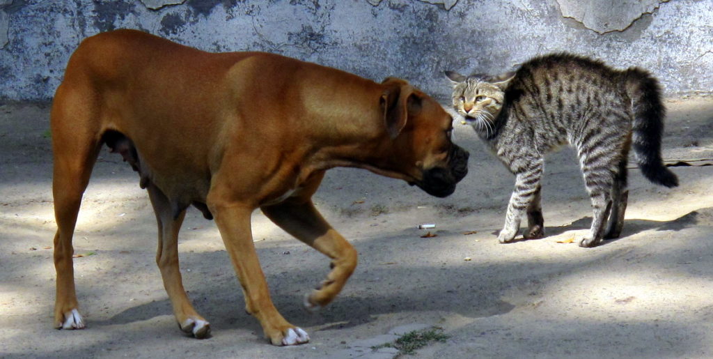 dog cat agression