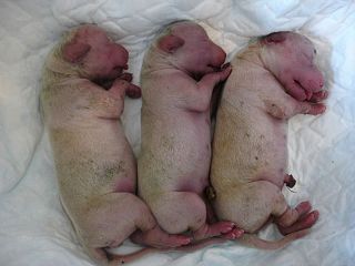 newborn puppies