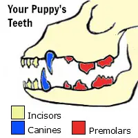 puppy teeth chart