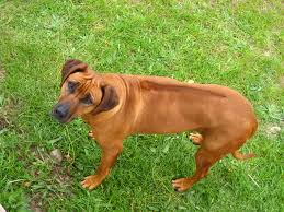 ridgeback