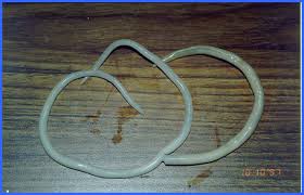 roundworm