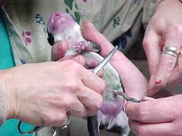 puppy umbilical cord