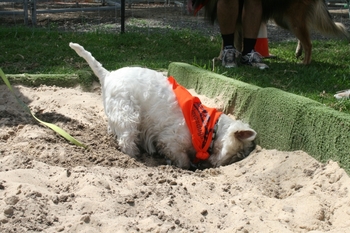 dog digging