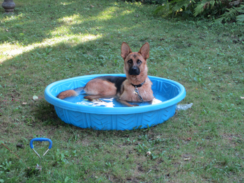 dog pool