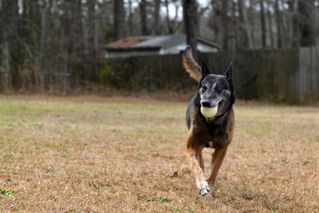 dog in yard