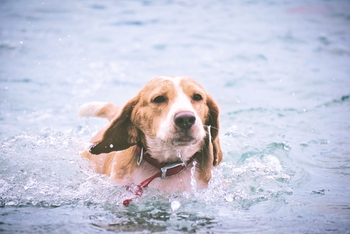 Beagle Swimming