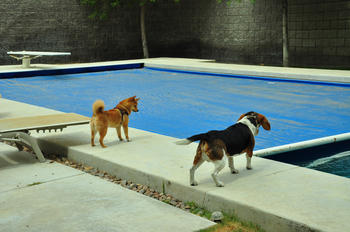 Beagle pool