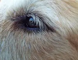 dog eyelashes