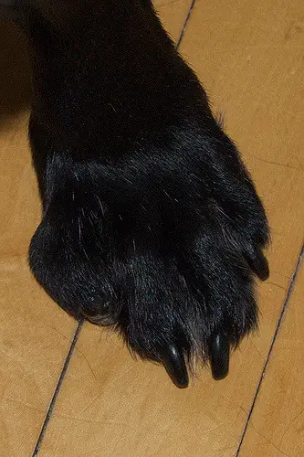 dog's toenails
