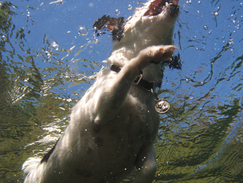 Jack Russell water