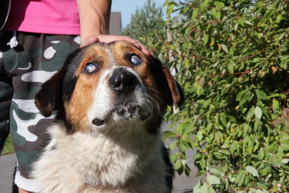 leaving blind dog alone