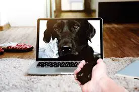 pet camera for dogs