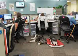 dog friendly workplace