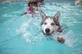 do huskies swim