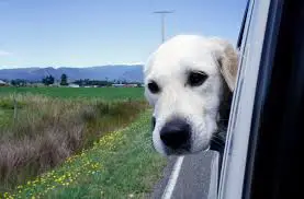 restrain dog in car