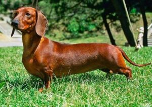 Types of Dachshund