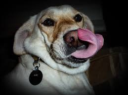 dog licking