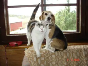Beagle and Cat