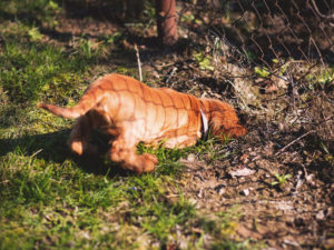 dog digging under fence