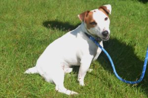 Jack Russell training