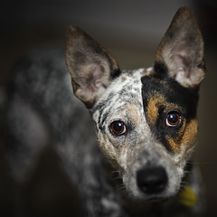 blue heeler guard dog