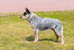 best brush blue heeler