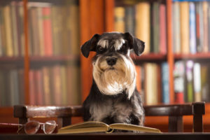 minaiture schnauzer intelligence