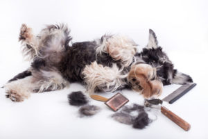 Miniature Schnauzer bath