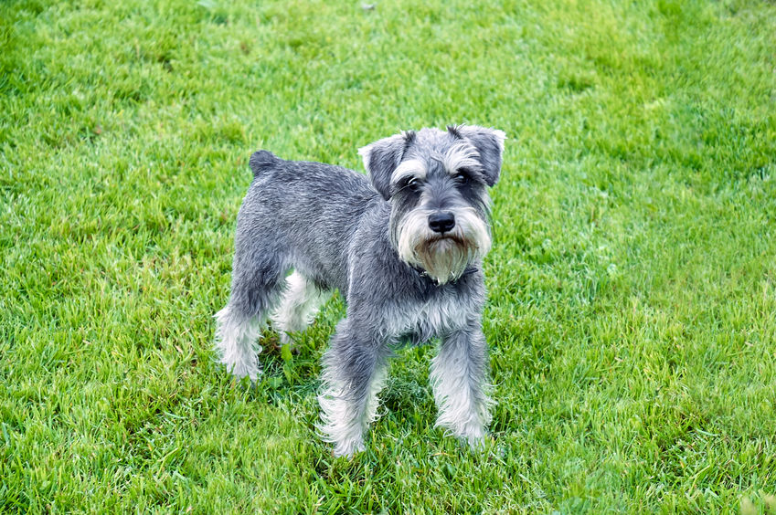 how-big-does-a-miniature-schnauzer-get-bark-how