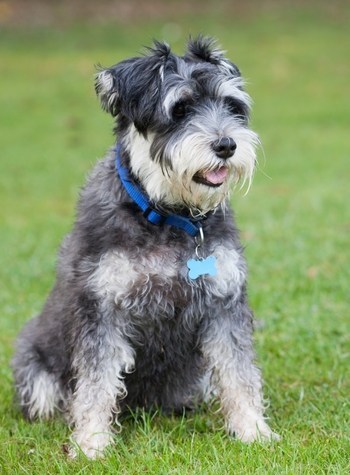 miniature schnauzer terrier