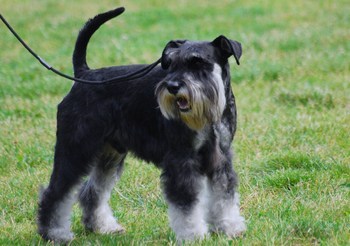 Miniature Schnauzer size