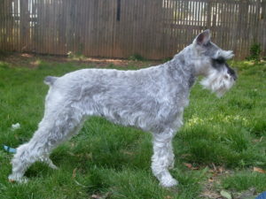 miniature Schnauzer dig