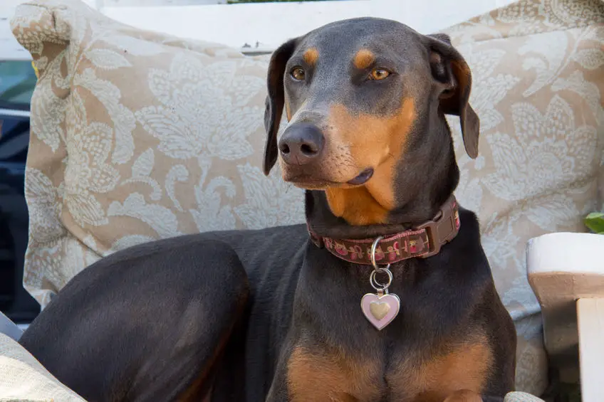 Can Dobermans be left alone