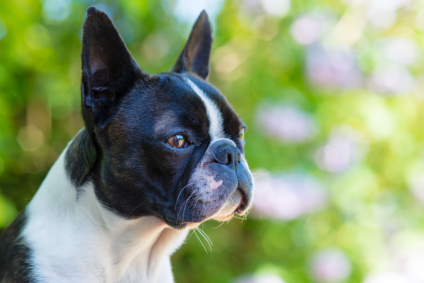 Why do Boston Terrier shake